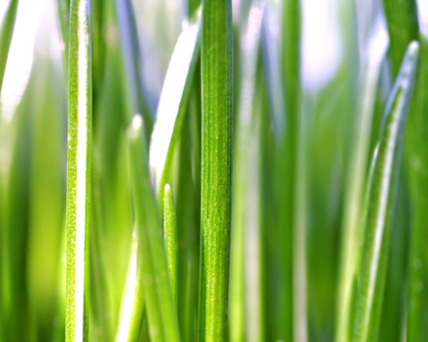 JS 四舍五入详解