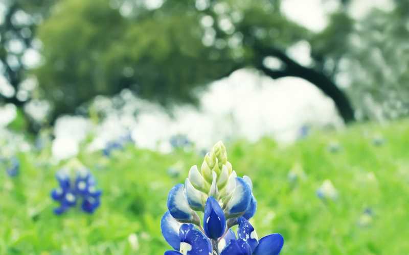 QQ浏览器X5内核问题汇总 转